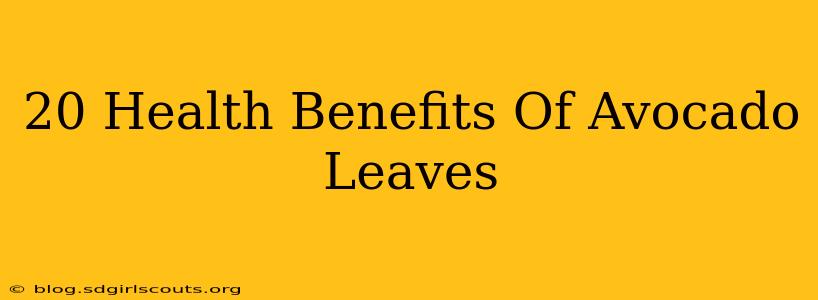 20 Health Benefits Of Avocado Leaves