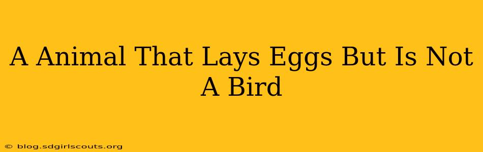 A Animal That Lays Eggs But Is Not A Bird