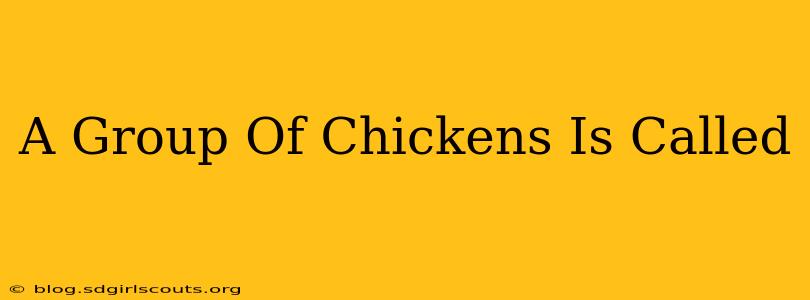 A Group Of Chickens Is Called