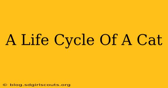 A Life Cycle Of A Cat