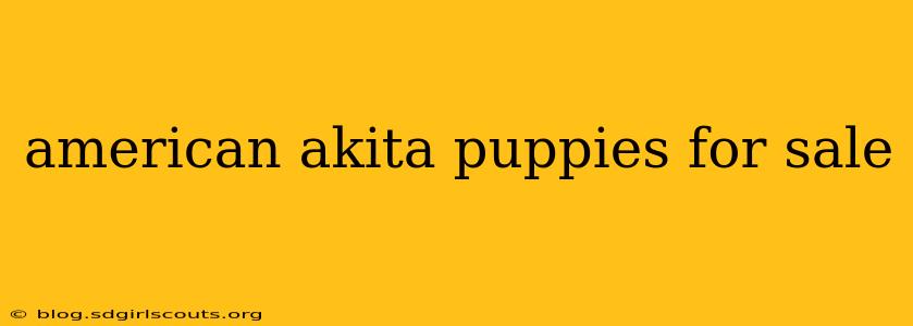 american akita puppies for sale