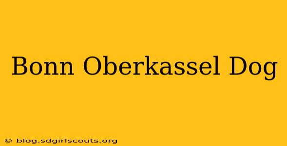 Bonn Oberkassel Dog