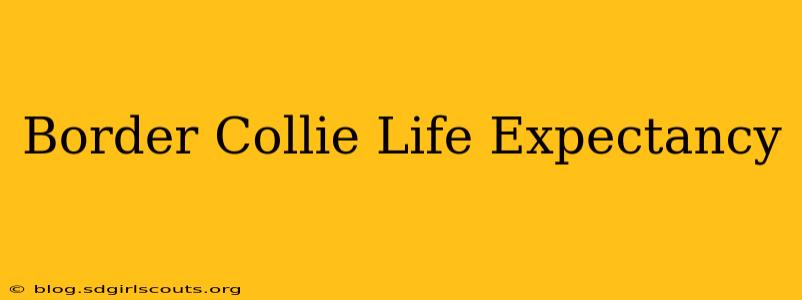 Border Collie Life Expectancy