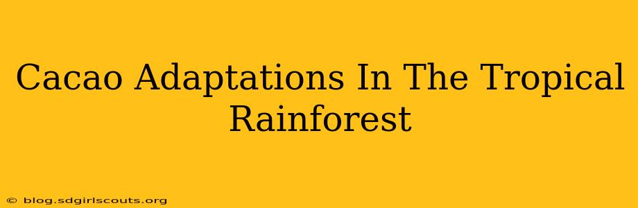 Cacao Adaptations In The Tropical Rainforest