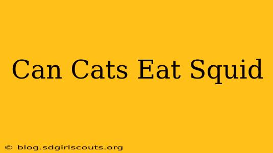 Can Cats Eat Squid