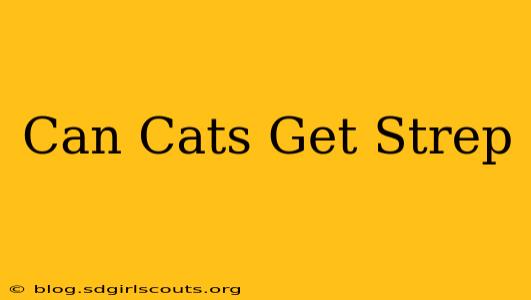 Can Cats Get Strep