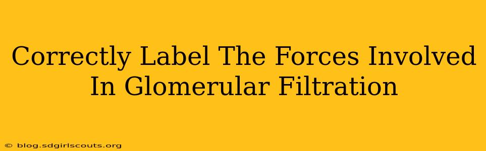 Correctly Label The Forces Involved In Glomerular Filtration