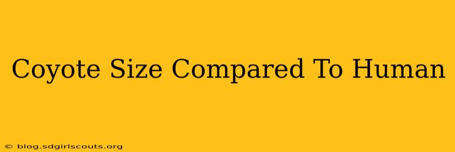 Coyote Size Compared To Human
