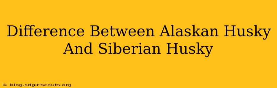 Difference Between Alaskan Husky And Siberian Husky