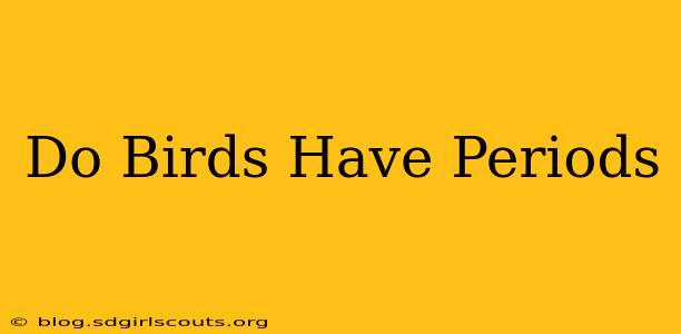 Do Birds Have Periods