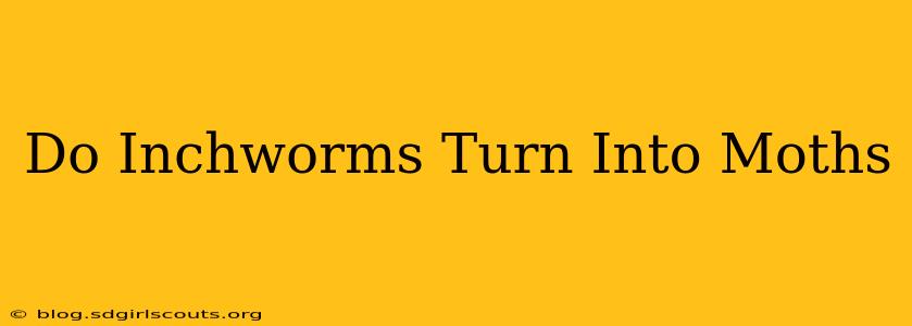 Do Inchworms Turn Into Moths