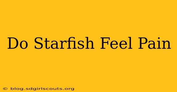 Do Starfish Feel Pain