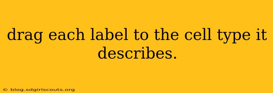 drag each label to the cell type it describes.