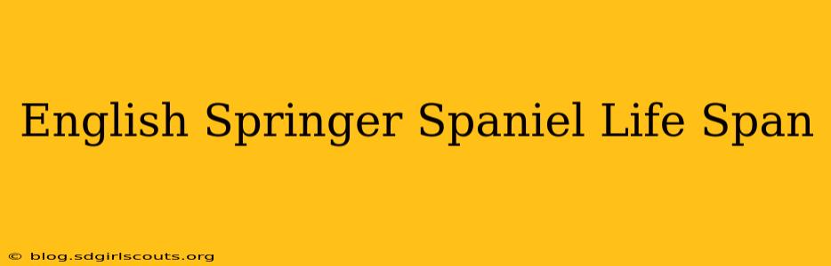 English Springer Spaniel Life Span