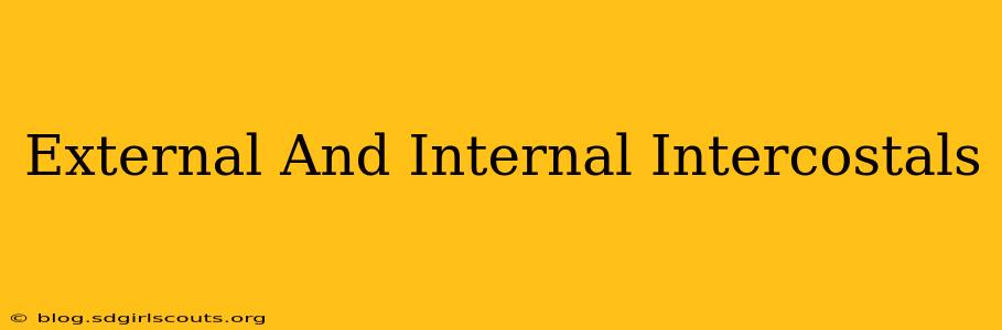 External And Internal Intercostals