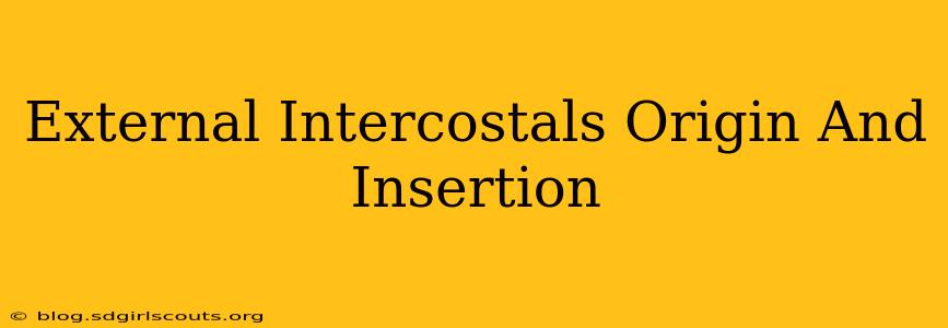 External Intercostals Origin And Insertion
