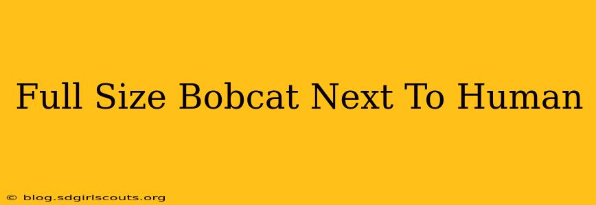 Full Size Bobcat Next To Human
