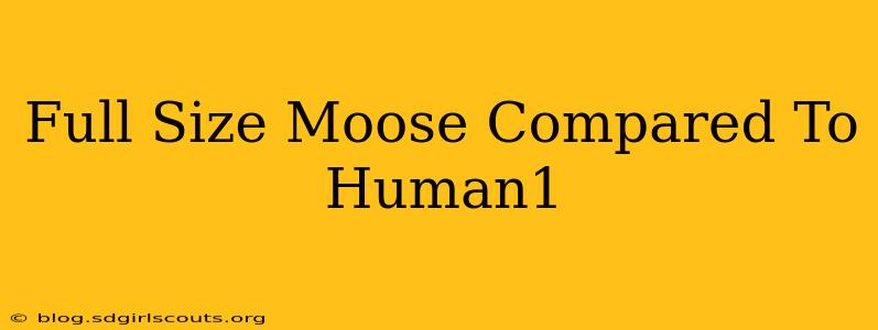 Full Size Moose Compared To Human1