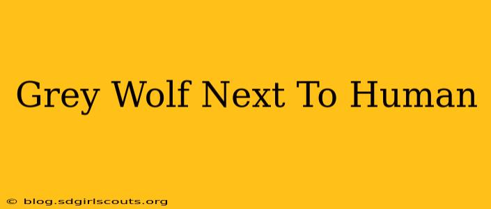 Grey Wolf Next To Human