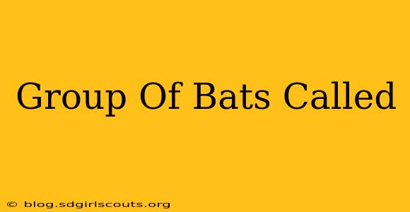 Group Of Bats Called