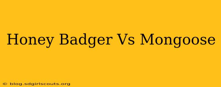 Honey Badger Vs Mongoose