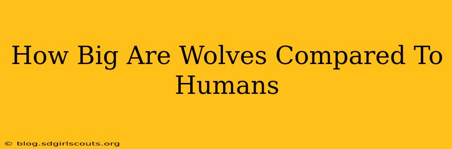 How Big Are Wolves Compared To Humans