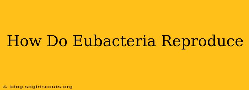 How Do Eubacteria Reproduce