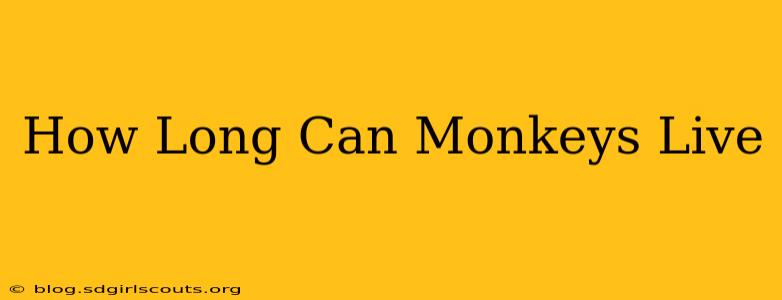 How Long Can Monkeys Live