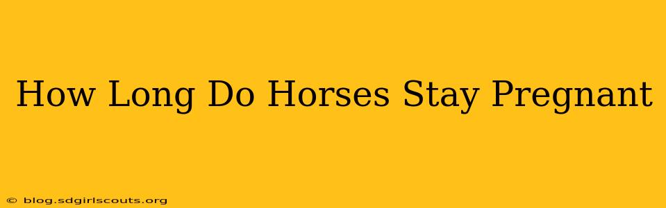 How Long Do Horses Stay Pregnant