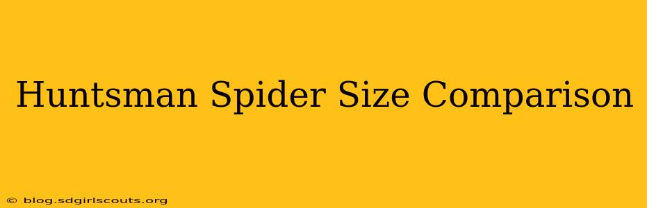 Huntsman Spider Size Comparison