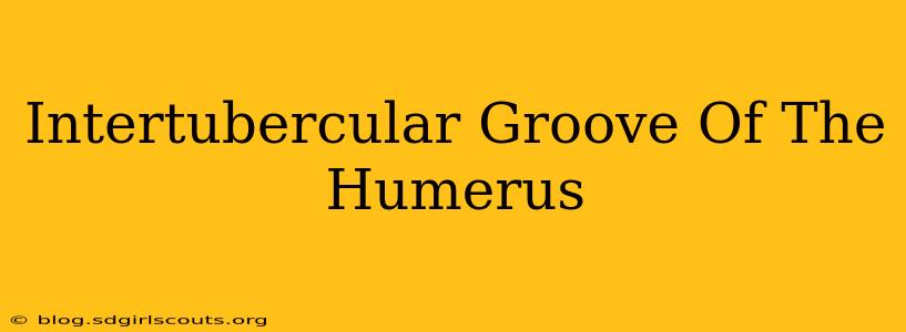 Intertubercular Groove Of The Humerus