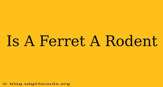 Is A Ferret A Rodent