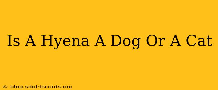 Is A Hyena A Dog Or A Cat
