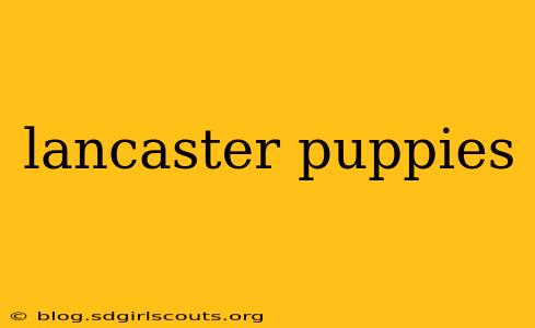 lancaster puppies
