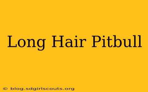 Long Hair Pitbull