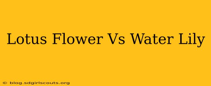 Lotus Flower Vs Water Lily