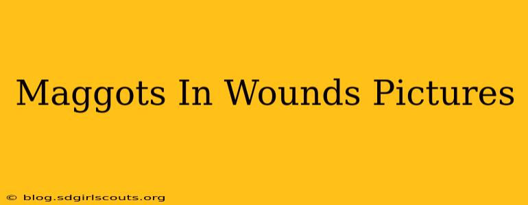 Maggots In Wounds Pictures