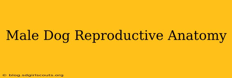 Male Dog Reproductive Anatomy