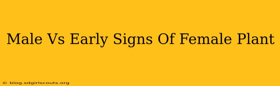 Male Vs Early Signs Of Female Plant