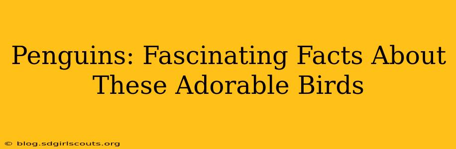 Penguins: Fascinating Facts About These Adorable Birds