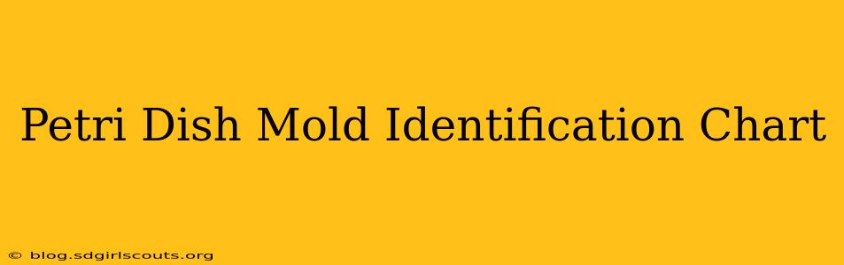 Petri Dish Mold Identification Chart