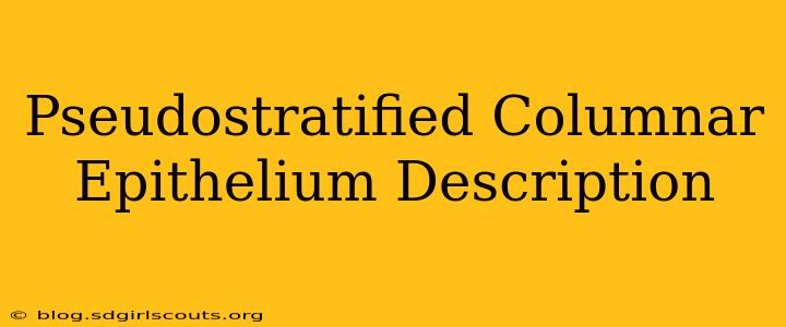 Pseudostratified Columnar Epithelium Description