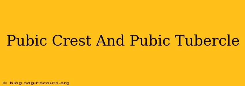 Pubic Crest And Pubic Tubercle