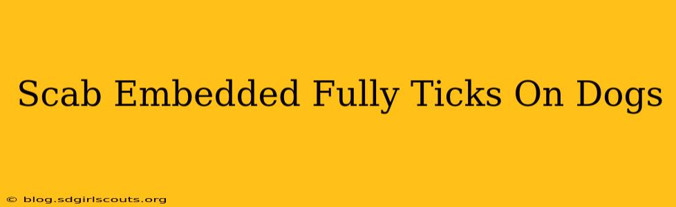 Scab Embedded Fully Ticks On Dogs