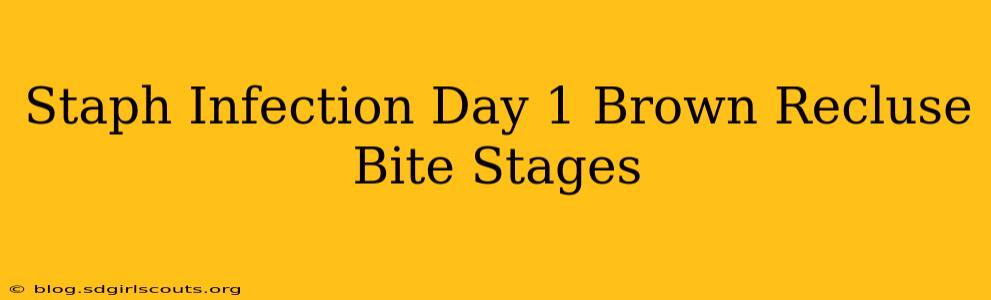 Staph Infection Day 1 Brown Recluse Bite Stages