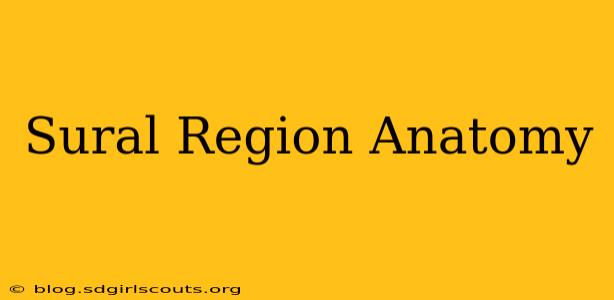 Sural Region Anatomy