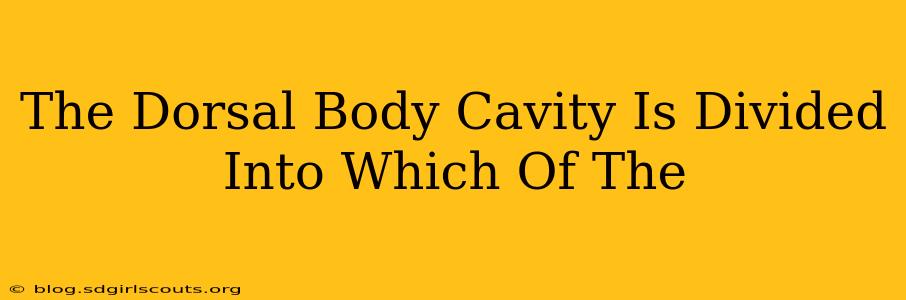 The Dorsal Body Cavity Is Divided Into Which Of The
