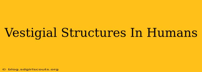 Vestigial Structures In Humans