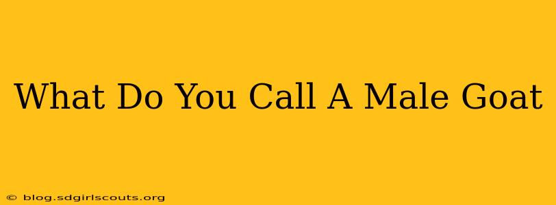 What Do You Call A Male Goat