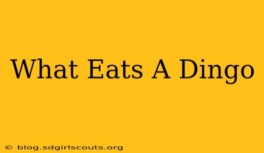 What Eats A Dingo